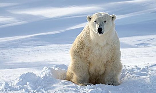 十种冬眠的动物是什么？