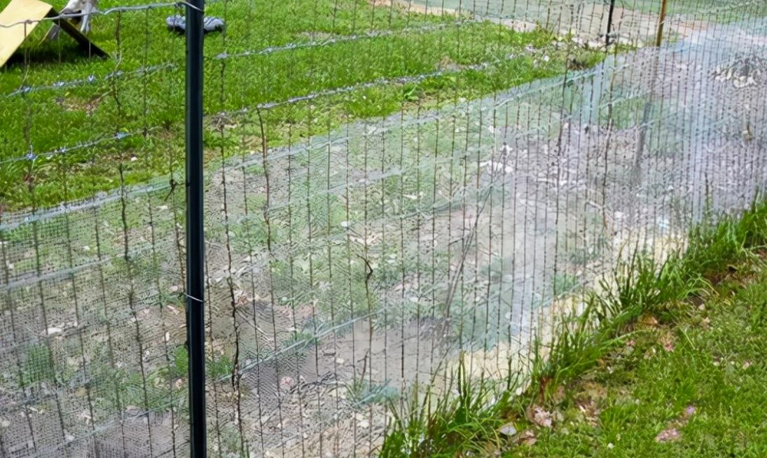 湖北8条傻蛇集体社死偷鸡不成全被困，最终这些蛇是被如何处理的？