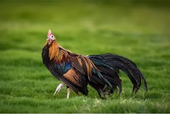 2023年犯太岁最凶的四大生肖