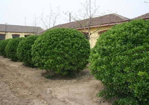 冬青有多少种？