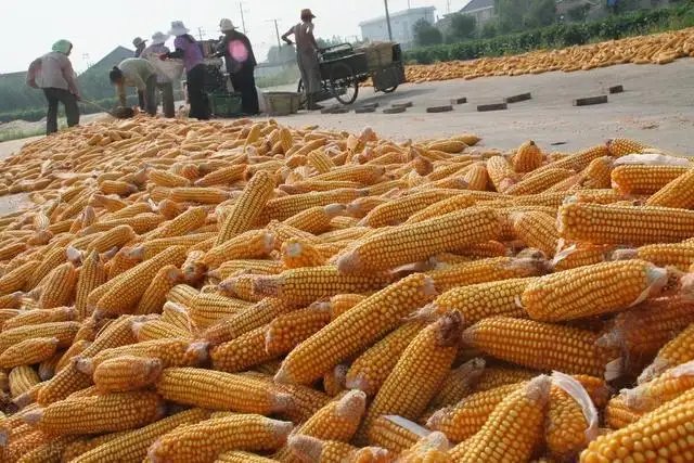 多地出现大旱，这会引发粮价、菜价上涨吗？为什么呢？