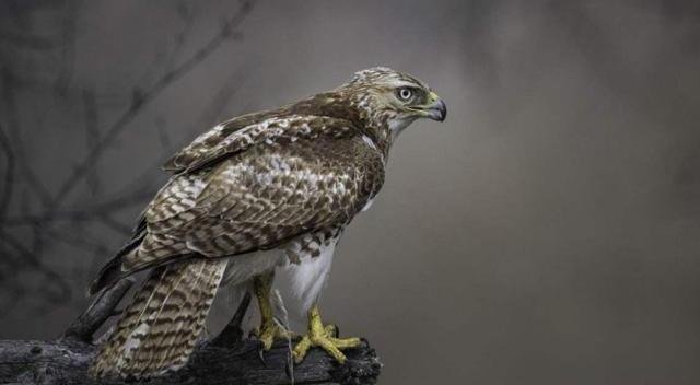 鹰和雕的区别是什么？该如何区分呢？