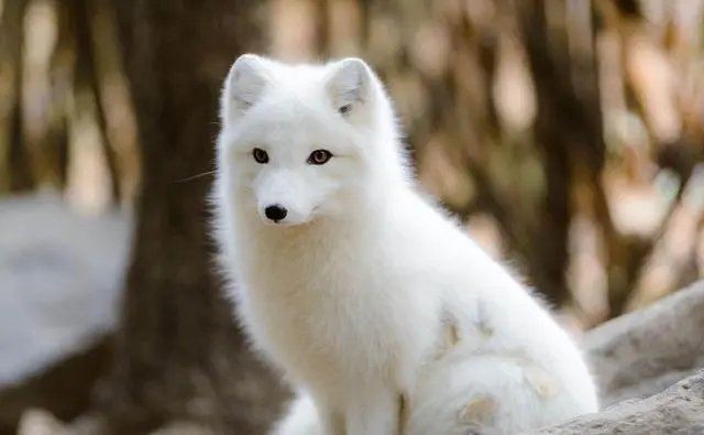 东北男子投喂白狐后被引见给同伴，大概率是作为宠物被抛弃的，到底咋回事？
