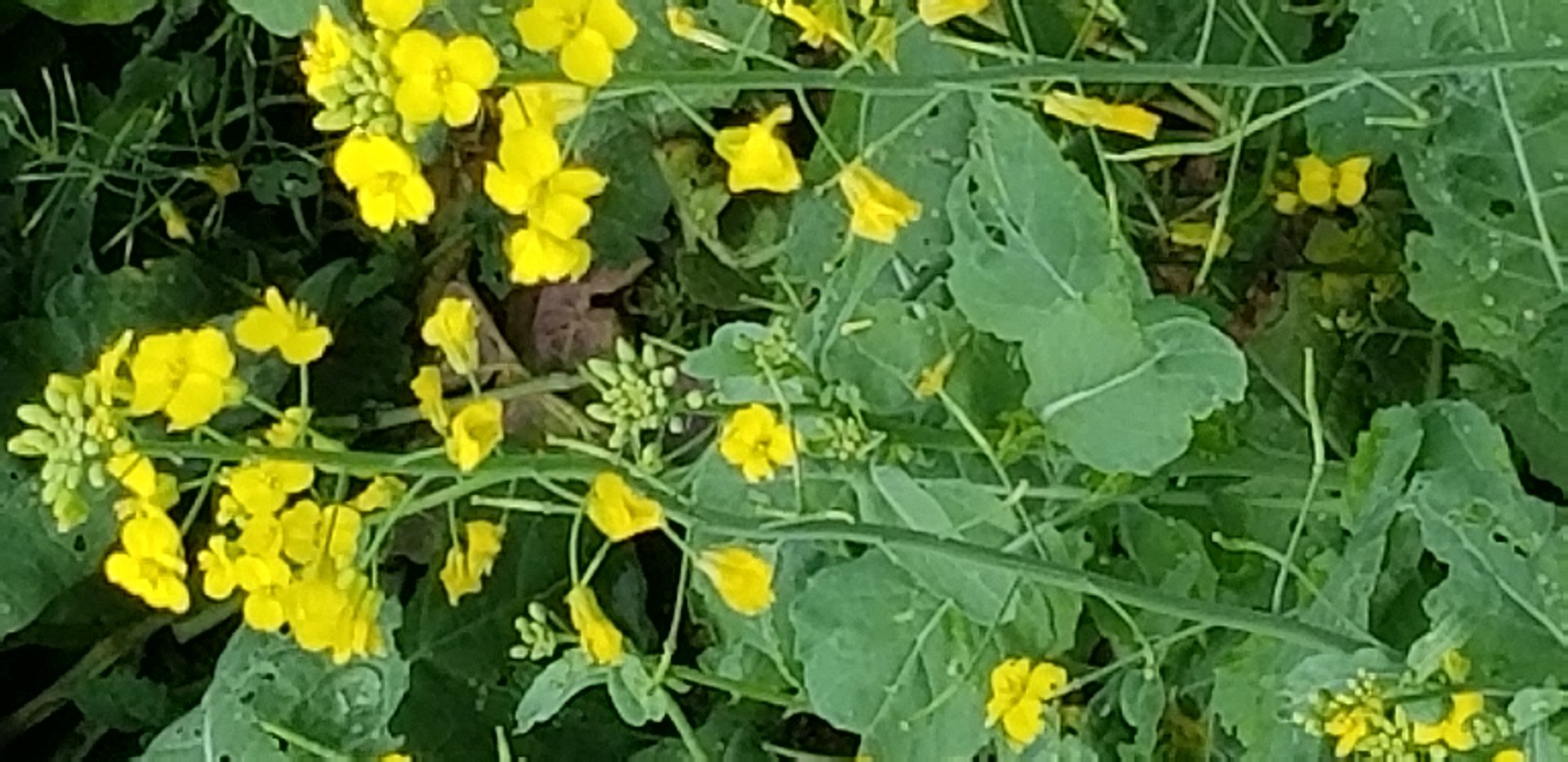 一男生睡觉被4个男生（室友）鸡奸了。男生该怎么办？