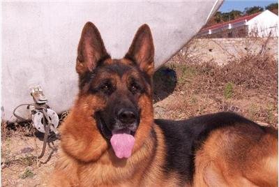 民间德牧的简介