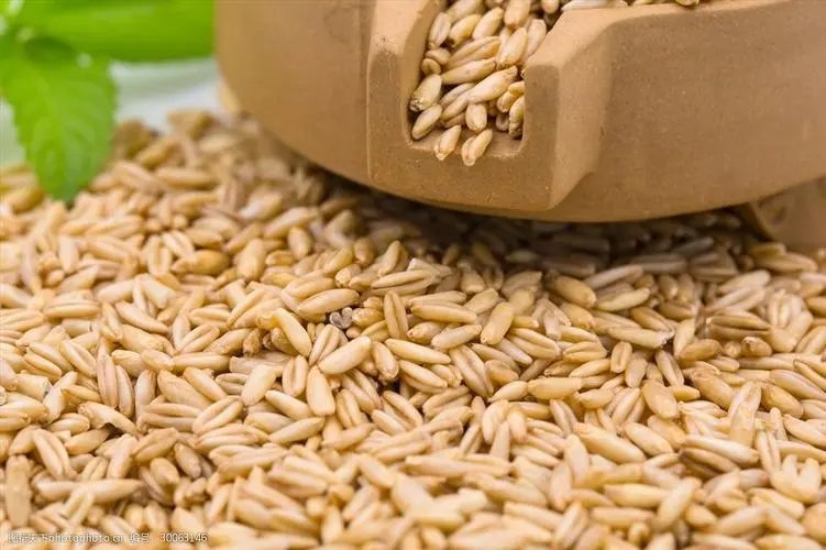 什么丝燕麦成语