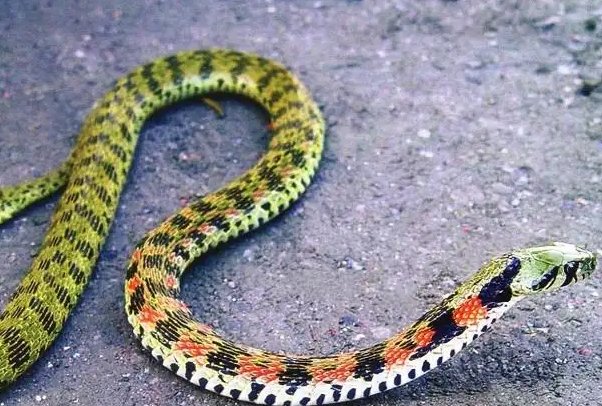 农村十大毒蛇排行榜