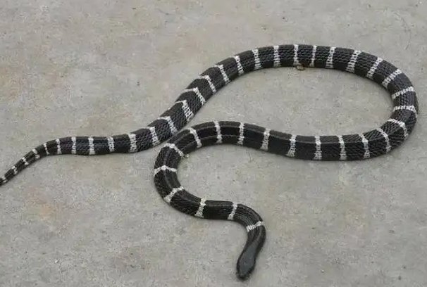 农村十大毒蛇排行榜