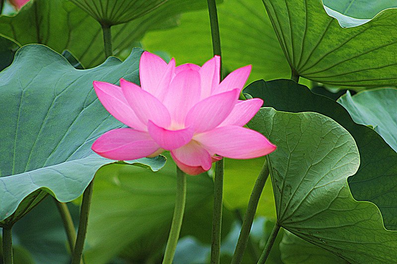 十二月开什么花？