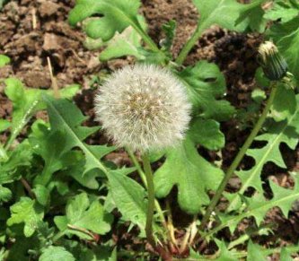 靠风力传播种子的植物有什么