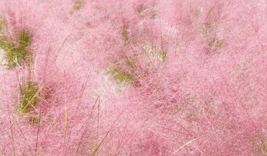 游客跳进网红粉黛花海拍照,工作人员对此有何回应?