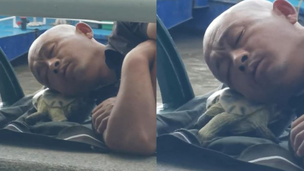 大爷躺江边酣睡，枕头竟是乌龟，这乌龟为何能一动不动？