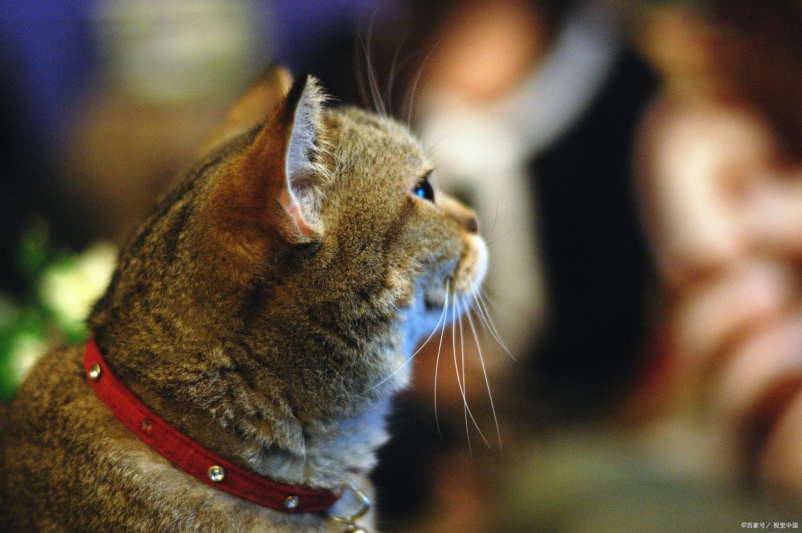 猫老了就喜欢往山上跑，它是去干什么？