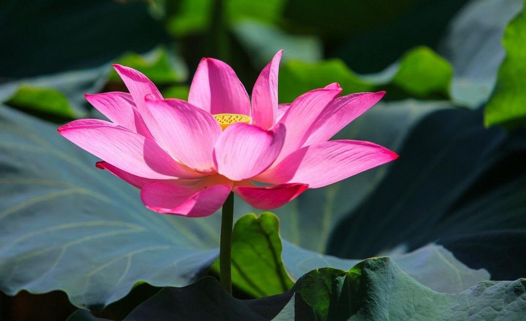 白天开花晚上闭合的花 莲花开了晚上会闭合吗