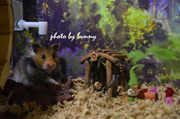 金丝熊照片(10张)