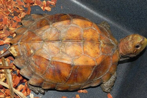 十大恐怖的乌龟