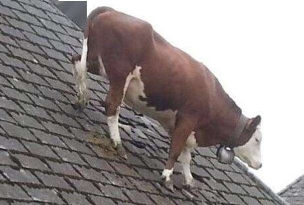 内蒙古一头牛跳上房顶奔跑，当时的情况是什么样的？