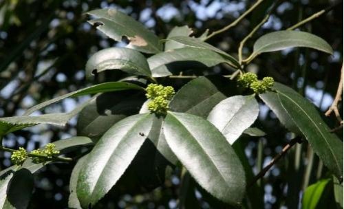 冬青有多少种？