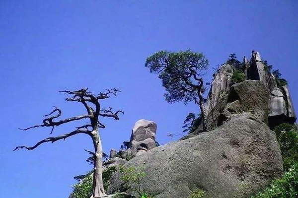 苍松怪石图题诗的意思