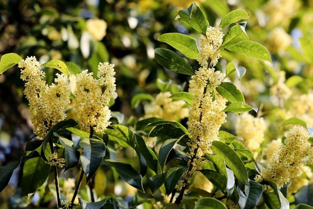 桂花之乡是哪个城市