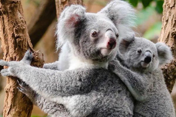 考拉和树懒的区别