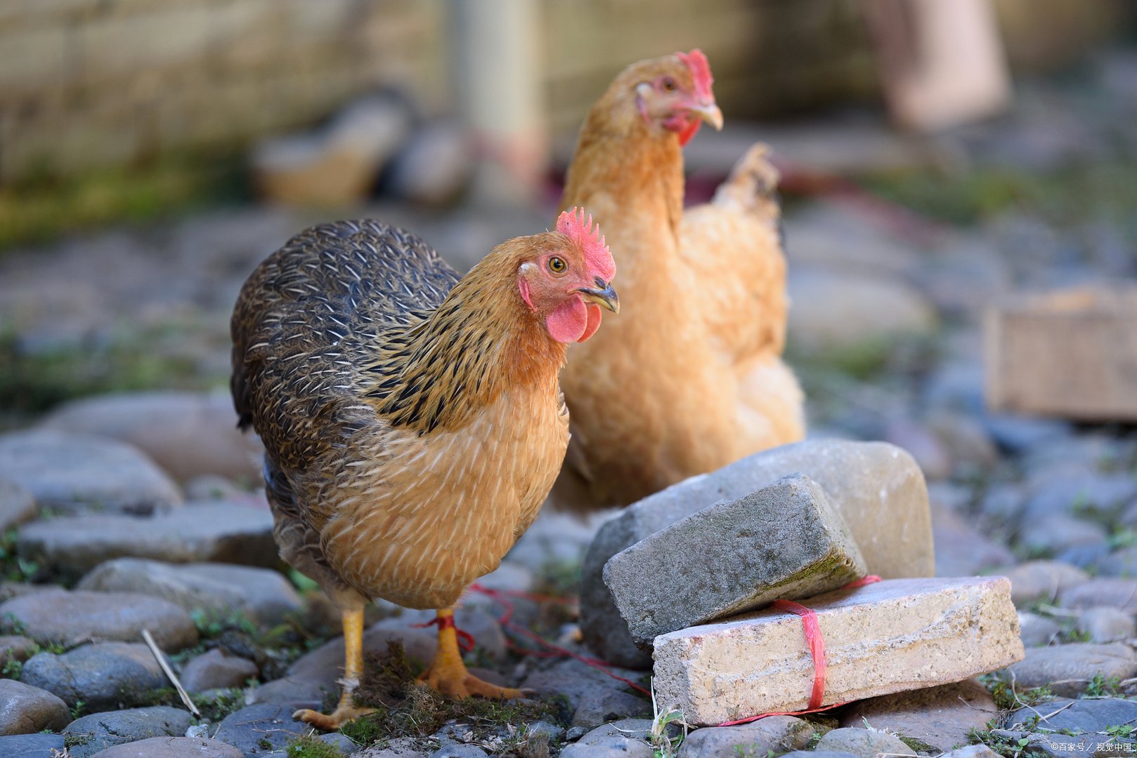 大部分鸟类都擅长飞行，那么有没有“恐高”的鸟呢？为什么？