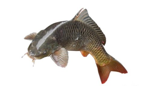 什么是黑鲩鱼？