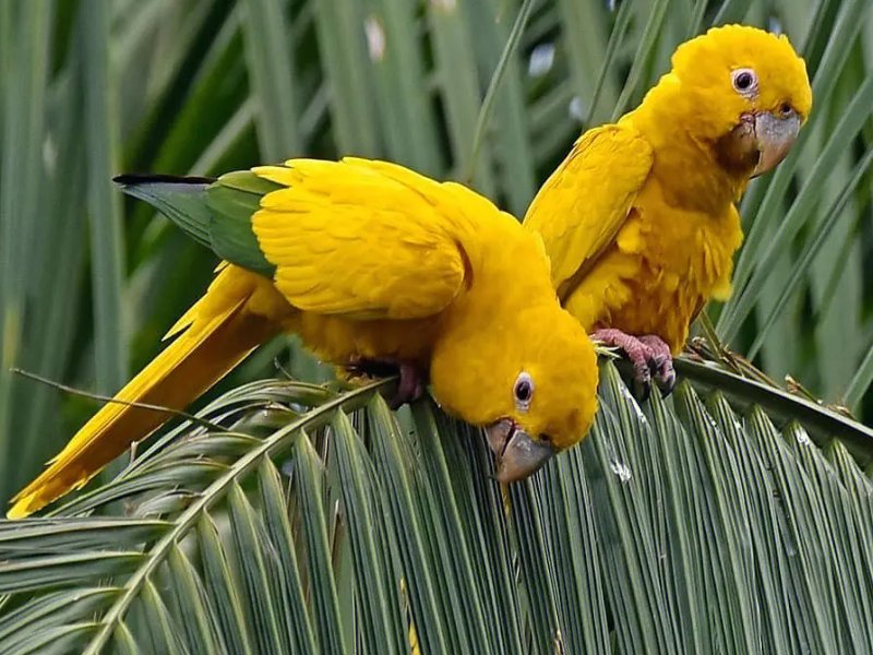 幽禽兀自啭佳音幽禽指的是什么鸟