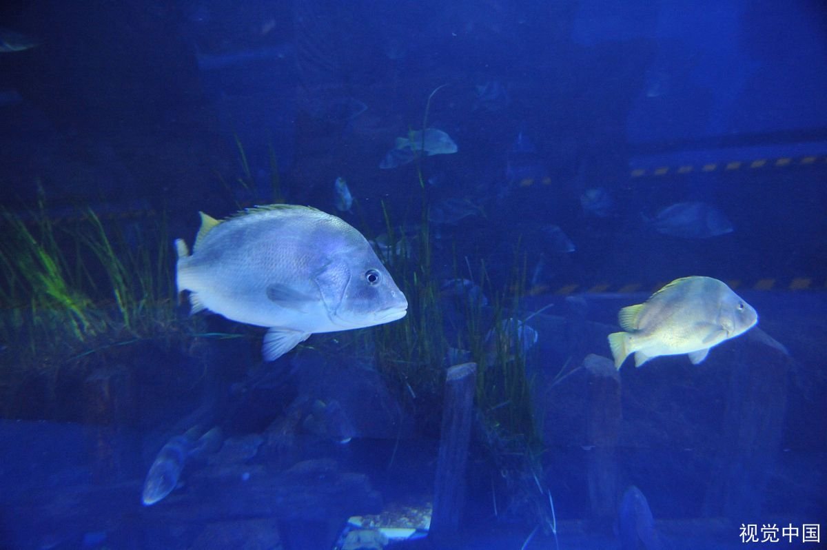 日本大叔讲核废水排进海里的危害，说说这种做法会给海洋带来多大的危害？