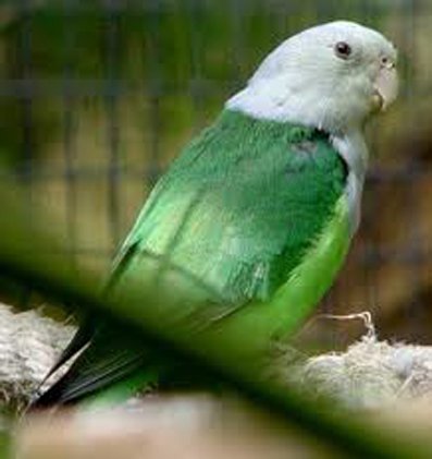 灰头情侣鹦鹉的介绍