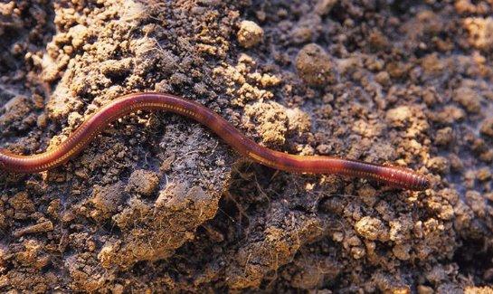 十种冬眠的动物是什么？