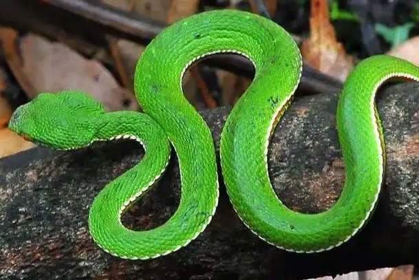 农村十大毒蛇排行榜