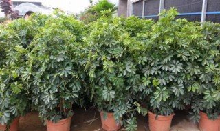 摇钱树苗怎么种才能摇更多次 摇钱树苗如何种植