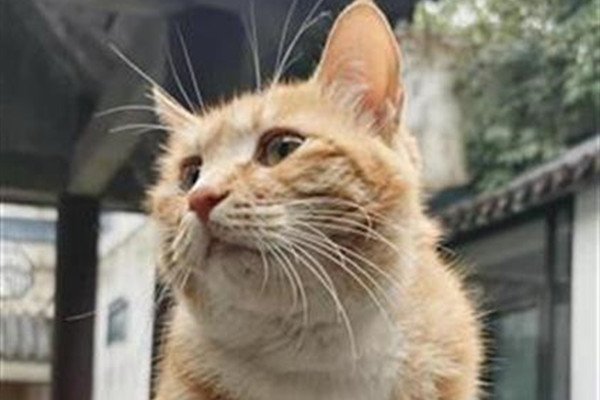 雷神山流浪小奶猫一年后成胖橘，为何发胖会如此严重？