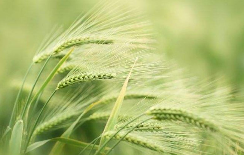 饱满是什么意思？