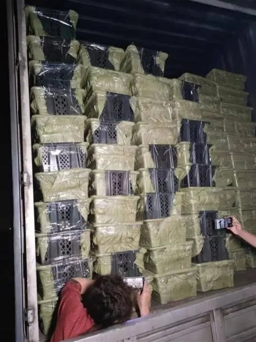 中通快递因宠物盲盒被约谈，为何中通越来越惹人嫌？