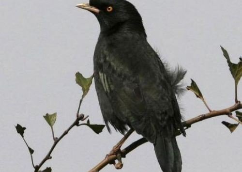 蜀鸡与乌鸦文言文翻译