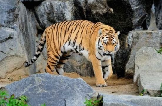 老虎的种类有几种？