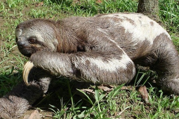 考拉和树懒的区别