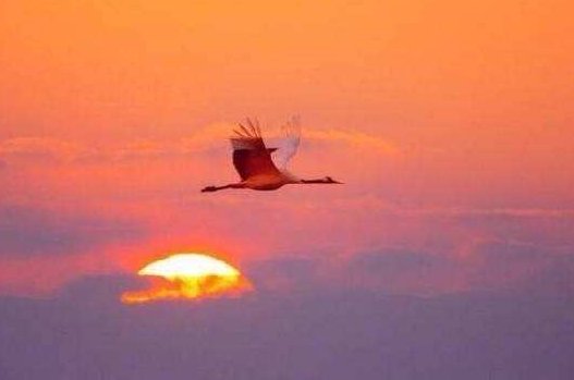 秋晚的江上这首诗的意思是什么