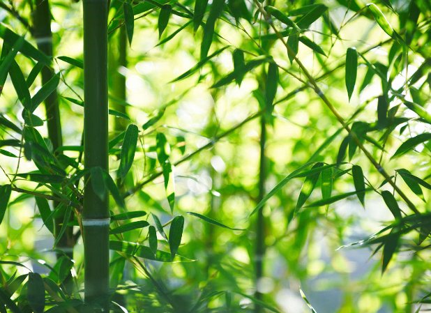 banboo什么意思？