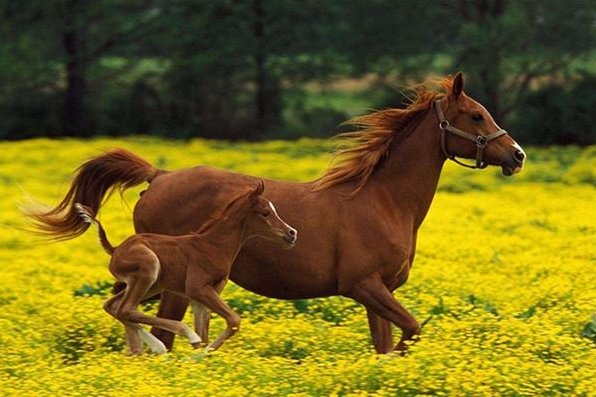 2023年犯太岁最凶的四大生肖