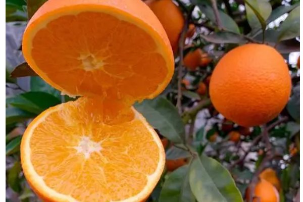 柳丁是什么意思