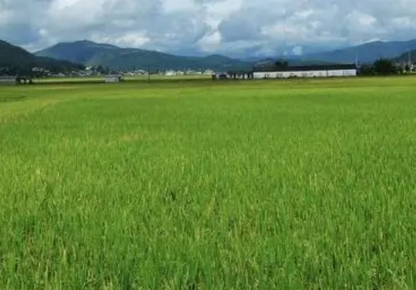 田间持水量的测定方法