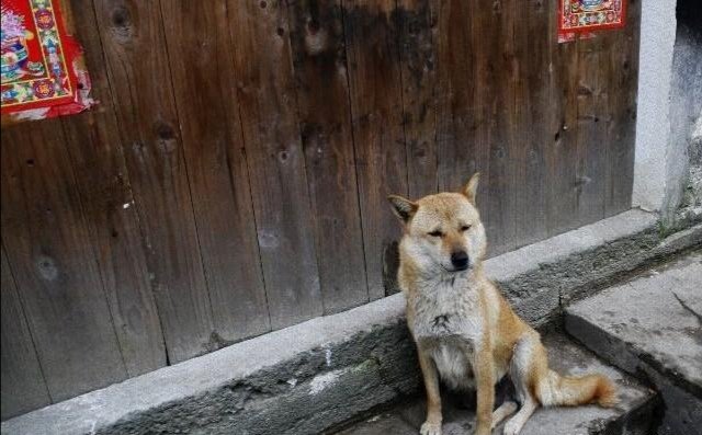 在农村拉帮结派的土狗当中，领头的土狗是怎样成为狗王的，为什么？