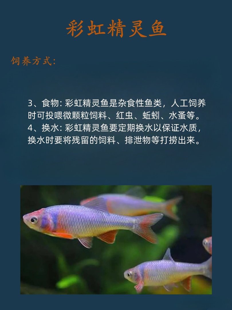 彩虹精灵鱼怎么养呢？