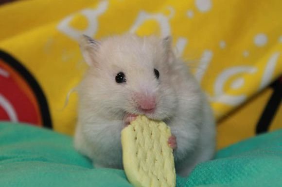 金丝熊照片(10张)