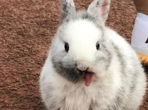 道奇兔和侏儒兔怎么区分？