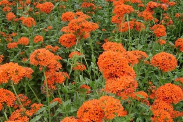 花牛在草地里坐压扁了一穗剪秋罗仿写诗句