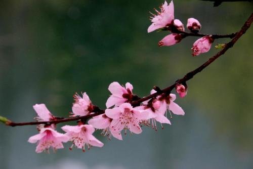 江南无所有,聊赠一枝春。出自哪里？